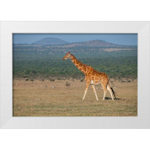 Africa-Kenya-Ol Pejeta Conservancy-Reticulated giraffe Endangered species White Modern Wood Framed Art Print by Hopkins, Cindy Miller