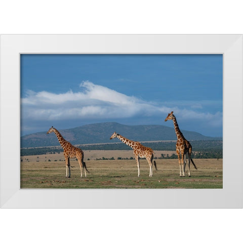 Africa-Kenya-Northern Frontier District-Ol Pejeta Conservancy-Reticulated giraffe White Modern Wood Framed Art Print by Hopkins, Cindy Miller