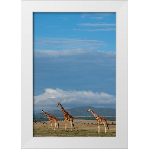Africa-Kenya-Northern Frontier District-Ol Pejeta Conservancy-Reticulated giraffes White Modern Wood Framed Art Print by Hopkins, Cindy Miller