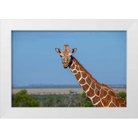 Africa-Kenya-Laikipia Plateau-Ol Pejeta Conservancy-Reticulated giraffe Endangered species White Modern Wood Framed Art Print by Hopkins, Cindy Miller