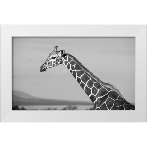 Africa-Kenya-Ol Pejeta Conservancy-Reticulated giraffe Endangered species White Modern Wood Framed Art Print by Hopkins, Cindy Miller