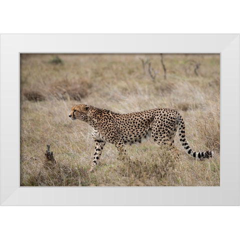 Africa-Kenya-Laikipia Plateau-Ol Pejeta Conservancy-Lone male cheetah-endangered species White Modern Wood Framed Art Print by Hopkins, Cindy Miller