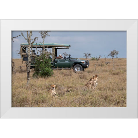 Africa-Kenya-Ol Pejeta Conservancy-Safari jeep with male cheetahs-endangered species White Modern Wood Framed Art Print by Hopkins, Cindy Miller