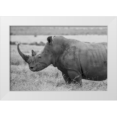 Kenya-Ol Pejeta Conservancy-Southern white rhinoceros-Ceratotherium simum simum White Modern Wood Framed Art Print by Hopkins, Cindy Miller