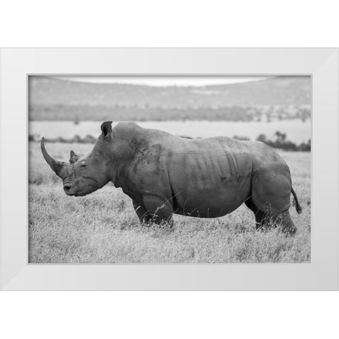 Africa-Kenya-Laikipia Plateau-Ol Pejeta Conservancy-Southern white rhinocero-lone male White Modern Wood Framed Art Print by Hopkins, Cindy Miller