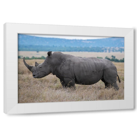Africa-Kenya-Laikipia Plateau-Ol Pejeta Conservancy-Southern white rhinoceros-lone male White Modern Wood Framed Art Print by Hopkins, Cindy Miller
