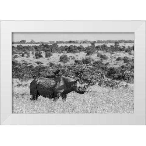 Africa-Kenya-Ol Pejeta Conservancy-Black rhinoceros-aka hook-lipped-Critically Endangered species White Modern Wood Framed Art Print by Hopkins, Cindy Miller