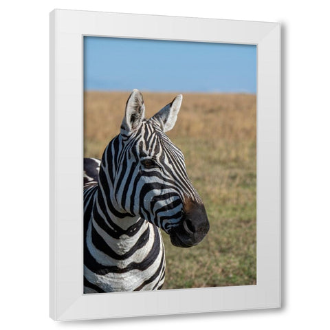 Africa-Kenya-Laikipia Plateau-Ol Pejeta Conservancy-Bruchells zebra-Equus burchellii White Modern Wood Framed Art Print by Hopkins, Cindy Miller