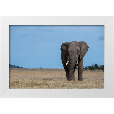 Africa-Kenya-Laikipia Plateau-Ol Pejeta Conservancy-Lone bull African elephant White Modern Wood Framed Art Print by Hopkins, Cindy Miller