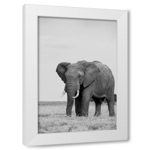 Africa-Kenya-Laikipia Plateau-Ol Pejeta Conservancy-African elephant White Modern Wood Framed Art Print by Hopkins, Cindy Miller