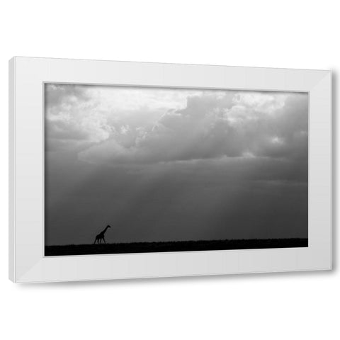 Kenya-Serengeti-Maasai Mara-Masai giraffe in front of stormy sky-Endangered species White Modern Wood Framed Art Print by Hopkins, Cindy Miller