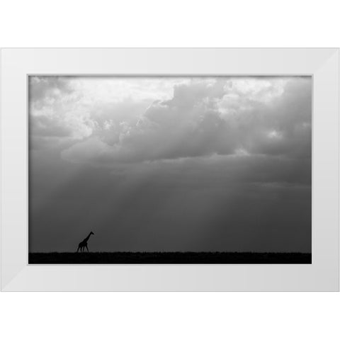 Kenya-Serengeti-Maasai Mara-Masai giraffe in front of stormy sky-Endangered species White Modern Wood Framed Art Print by Hopkins, Cindy Miller