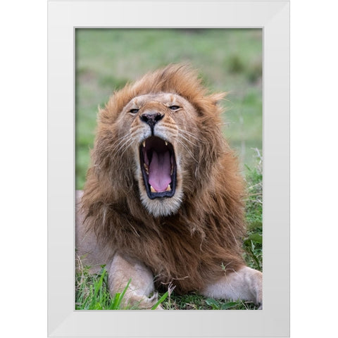 Africa-Kenya-Serengeti Plains-Maasai Mara-Male lion yawning White Modern Wood Framed Art Print by Hopkins, Cindy Miller