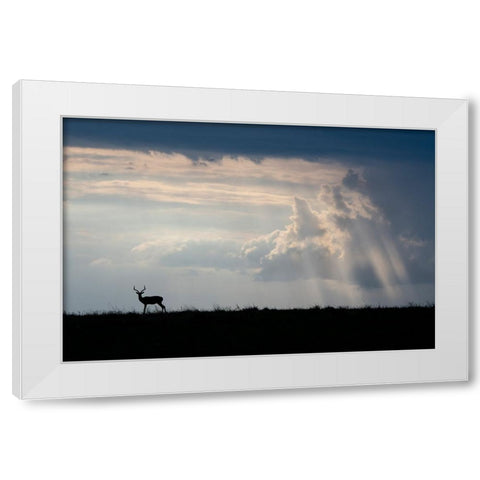 Africa-Kenya-Serengeti Plains-Maasai Mara-Impala-silhouette with storm clouds White Modern Wood Framed Art Print by Hopkins, Cindy Miller