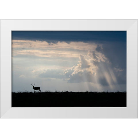 Africa-Kenya-Serengeti Plains-Maasai Mara-Impala-silhouette with storm clouds White Modern Wood Framed Art Print by Hopkins, Cindy Miller