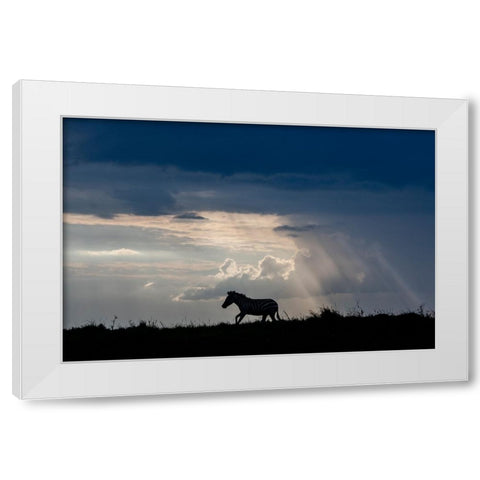 Africa-Kenya-Serengeti-Maasai Mara-Burchells zebra-Sihouette of zebra White Modern Wood Framed Art Print by Hopkins, Cindy Miller