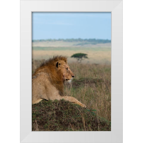 Africa-Kenya-Serengeti Plains-Maasai Mara-Young male lion in typical Serengeti habitat White Modern Wood Framed Art Print by Hopkins, Cindy Miller