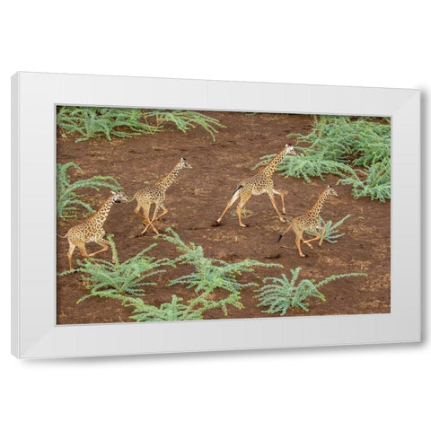 Africa-Kenya-Shompole-Aerial view herd of Giraffes running in Shompole Conservancy in Rift Valley White Modern Wood Framed Art Print by Souders, Paul