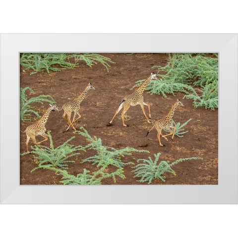 Africa-Kenya-Shompole-Aerial view herd of Giraffes running in Shompole Conservancy in Rift Valley White Modern Wood Framed Art Print by Souders, Paul