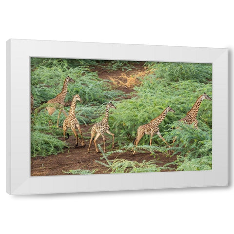 Africa-Kenya-Shompole-Aerial view herd of Giraffes walking in Shompole Conservancy in Rift Valley White Modern Wood Framed Art Print by Souders, Paul