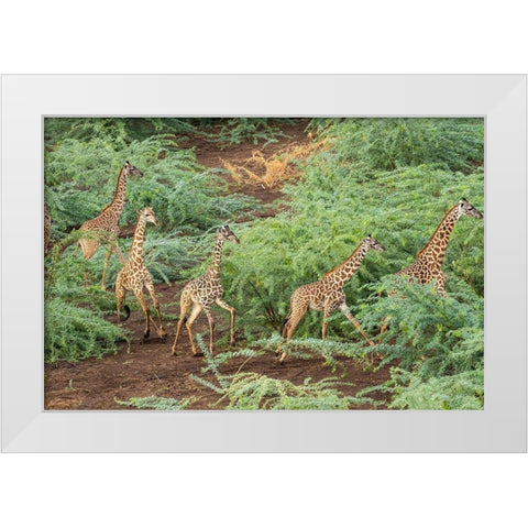 Africa-Kenya-Shompole-Aerial view herd of Giraffes walking in Shompole Conservancy in Rift Valley White Modern Wood Framed Art Print by Souders, Paul