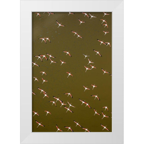 Africa-Kenya-Magadi-Aerial view of Lesser Flamingos flying along shore of Lake Magadi White Modern Wood Framed Art Print by Souders, Paul