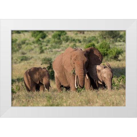 A female African elephant-Loxodonta africana-and calves-Lualenyi-Tsavo-Kenya White Modern Wood Framed Art Print by Pitamitz, Sergio