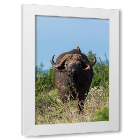 Yellow-billed oxpecker-Buphagus africanus-on a Cape buffalo-Syncerus caffer-Tsavo-Kenya White Modern Wood Framed Art Print by Pitamitz, Sergio