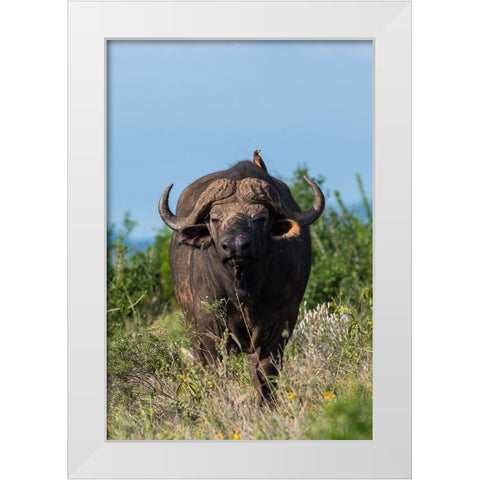 Yellow-billed oxpecker-Buphagus africanus-on a Cape buffalo-Syncerus caffer-Tsavo-Kenya White Modern Wood Framed Art Print by Pitamitz, Sergio