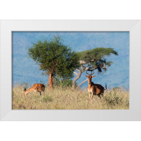Cokes hartebeest-Alcelaphus buselaphus cokii-with its calf-Lualenyi-Tsavo-Kenya White Modern Wood Framed Art Print by Pitamitz, Sergio