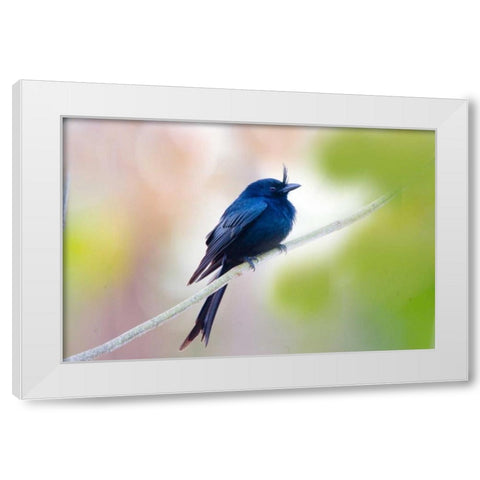 Madagascar Crested drongo perched on limb White Modern Wood Framed Art Print by Williams, Joanne