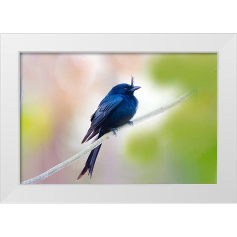 Madagascar Crested drongo perched on limb White Modern Wood Framed Art Print by Williams, Joanne