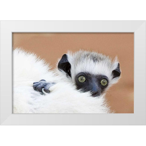 Madagascar Verreaus sifaka baby and mother White Modern Wood Framed Art Print by Williams, Joanne