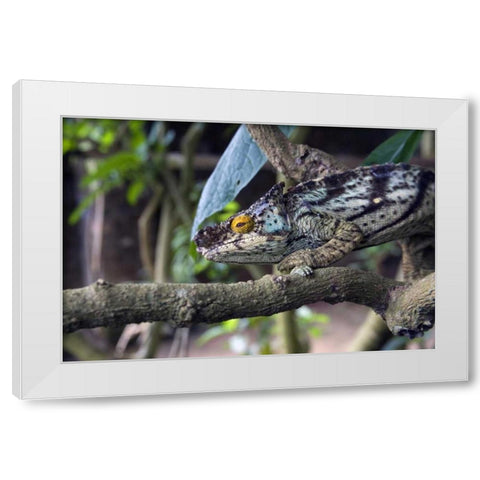 Madagascar Chameleon crawls on tree limb White Modern Wood Framed Art Print by Williams, Joanne