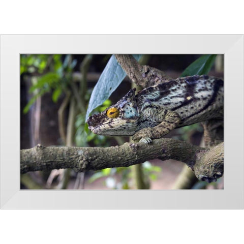Madagascar Chameleon crawls on tree limb White Modern Wood Framed Art Print by Williams, Joanne