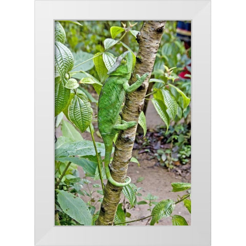 Madagascar Chameleon crawls up tree limb White Modern Wood Framed Art Print by Williams, Joanne