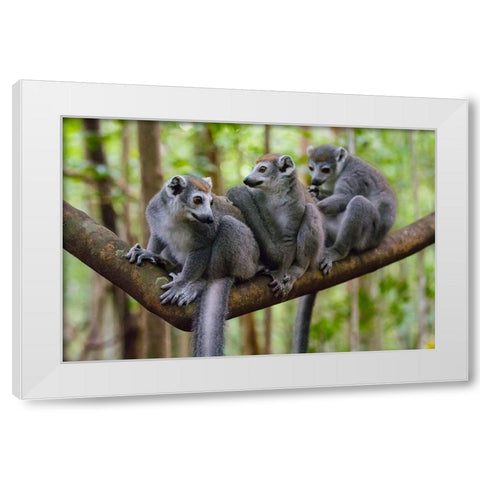 Madagascar-Ankarana-Ankarana Reserve Crowned lemurs White Modern Wood Framed Art Print by Hogstrom, Inger