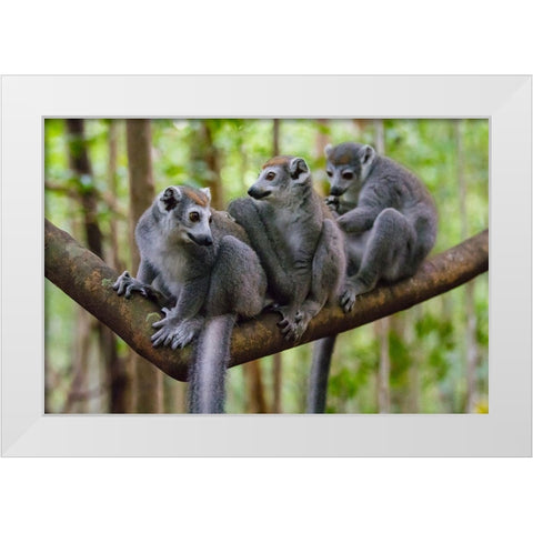Madagascar-Ankarana-Ankarana Reserve Crowned lemurs White Modern Wood Framed Art Print by Hogstrom, Inger