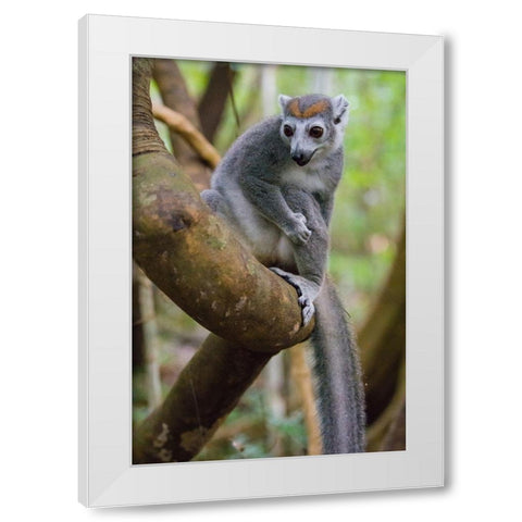 Madagascar-Ankarana-Ankarana Reserve Crowned lemur in a tree White Modern Wood Framed Art Print by Hogstrom, Inger