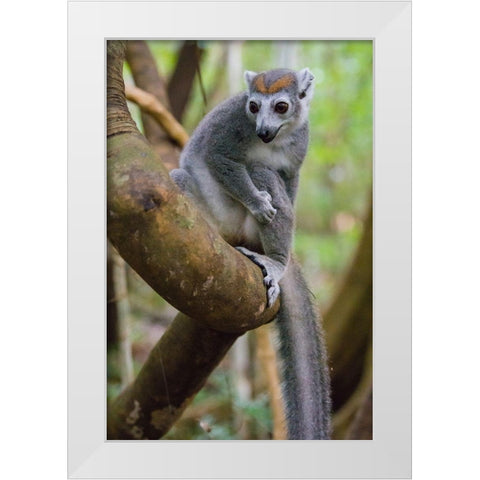 Madagascar-Ankarana-Ankarana Reserve Crowned lemur in a tree White Modern Wood Framed Art Print by Hogstrom, Inger