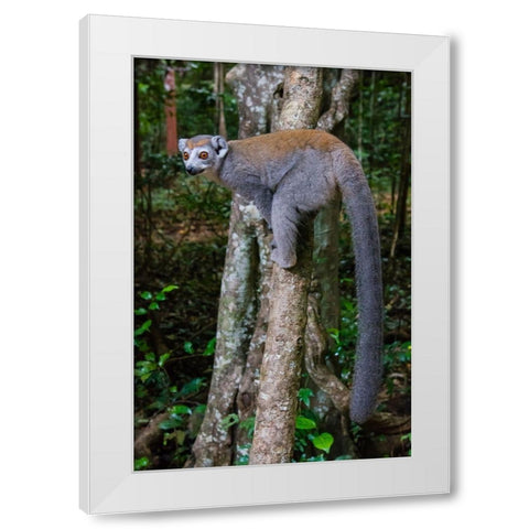 Madagascar-Ankarana-Ankarana Reserve Crowned lemur showing off her long tail White Modern Wood Framed Art Print by Hogstrom, Inger