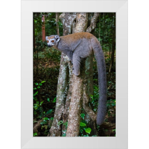 Madagascar-Ankarana-Ankarana Reserve Crowned lemur showing off her long tail White Modern Wood Framed Art Print by Hogstrom, Inger