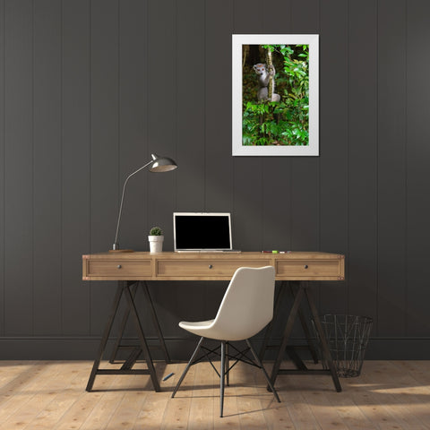 Madagascar-Ankarana-Ankarana Reserve Crowned lemur Curious lemur looks out of the forest White Modern Wood Framed Art Print by Hogstrom, Inger