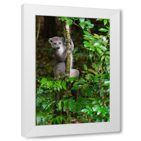 Madagascar-Ankarana-Ankarana Reserve Crowned lemur Curious lemur looks out of the forest White Modern Wood Framed Art Print by Hogstrom, Inger