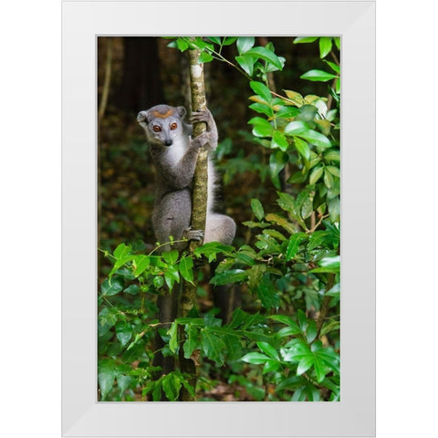 Madagascar-Ankarana-Ankarana Reserve Crowned lemur Curious lemur looks out of the forest White Modern Wood Framed Art Print by Hogstrom, Inger