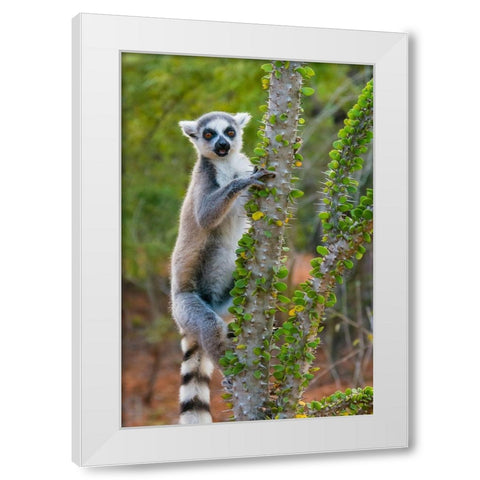 Madagascar-Berenty-Berenty Reserve Ring-tail lemur eating leaves from a Alluaudia procera tree White Modern Wood Framed Art Print by Hogstrom, Inger