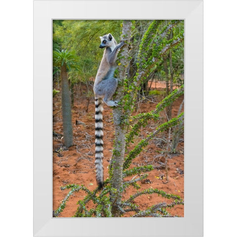 Madagascar-Berenty-Berenty Reserve Ring-tail lemur eating leaves from a Alluaudia procera tree White Modern Wood Framed Art Print by Hogstrom, Inger