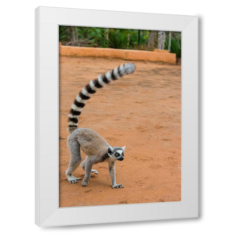 Madagascar-Berenty-Berenty Reserve Ring-tailed lemur walking White Modern Wood Framed Art Print by Hogstrom, Inger