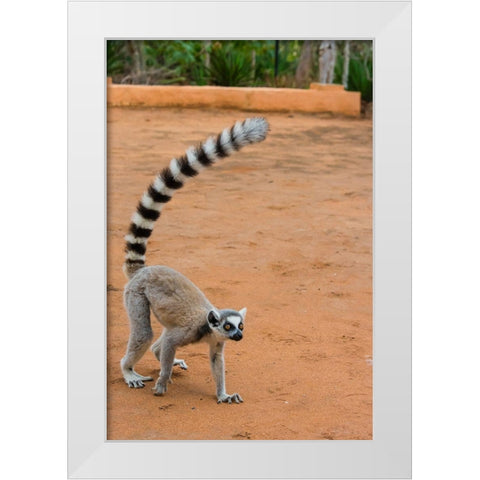 Madagascar-Berenty-Berenty Reserve Ring-tailed lemur walking White Modern Wood Framed Art Print by Hogstrom, Inger