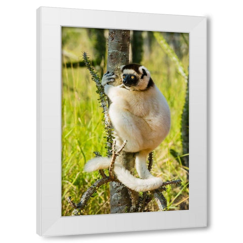 Madagascar-Berenty-Berenty Reserve Verreauxs sifaka in a Alluaudia procera tree White Modern Wood Framed Art Print by Hogstrom, Inger